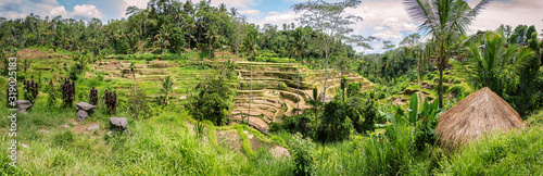 Panorama view at tropical valley with dried yellow rice stepped terraces after the autumn harvest  a lot of palm trees - winter time  rain season.