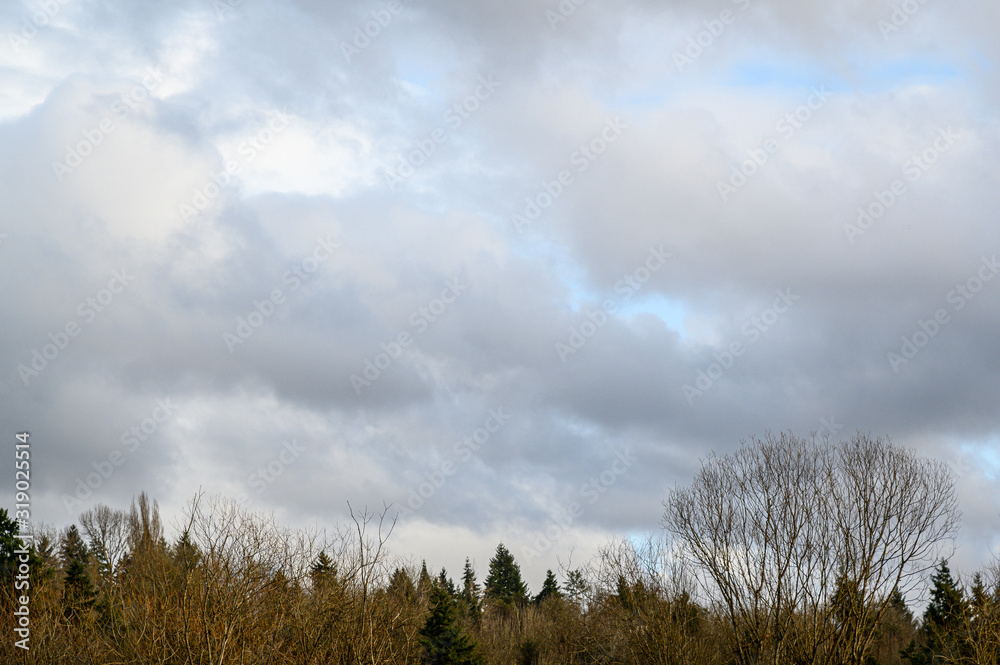 Obraz premium Late afternoon blue sky with white and gray clouds, above a tree covered hillside, as a nature background