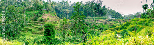 Panorama view at tropical valley with dried yellow rice stepped terraces after the autumn harvest, a lot of palm trees - winter time, rain season.