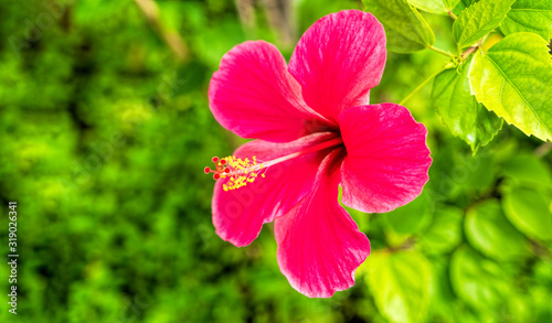 Fototapeta Naklejka Na Ścianę i Meble -  Hibiscus Flower. Shallow DOF.In the tropical garden.