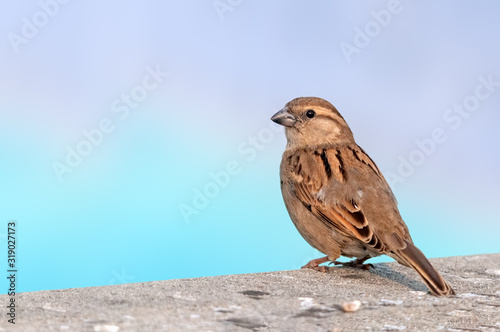 A female house sparrow on a wall looking back