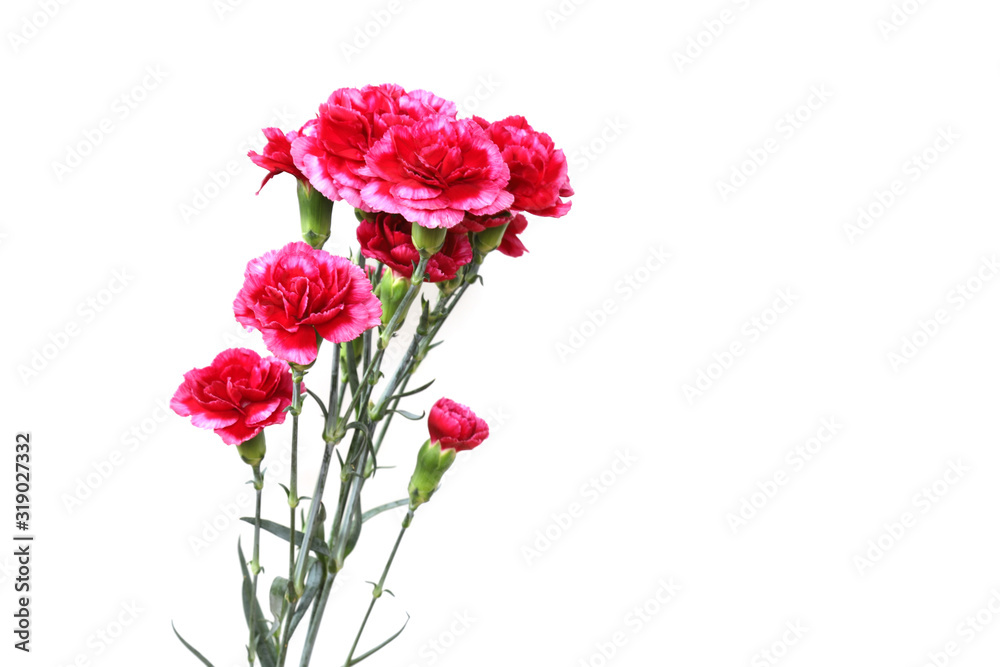 Obraz premium カーネーションの花束