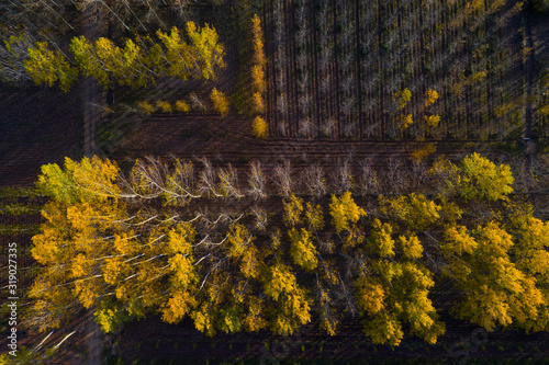 Poplar plantation with fall colors, Bobadilla, La Rioja, Spain, Europe photo