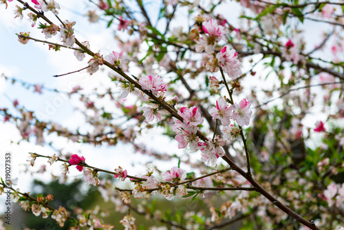 Japanese Garden  Flower Festival in Toowoomba  QLD  Australia.