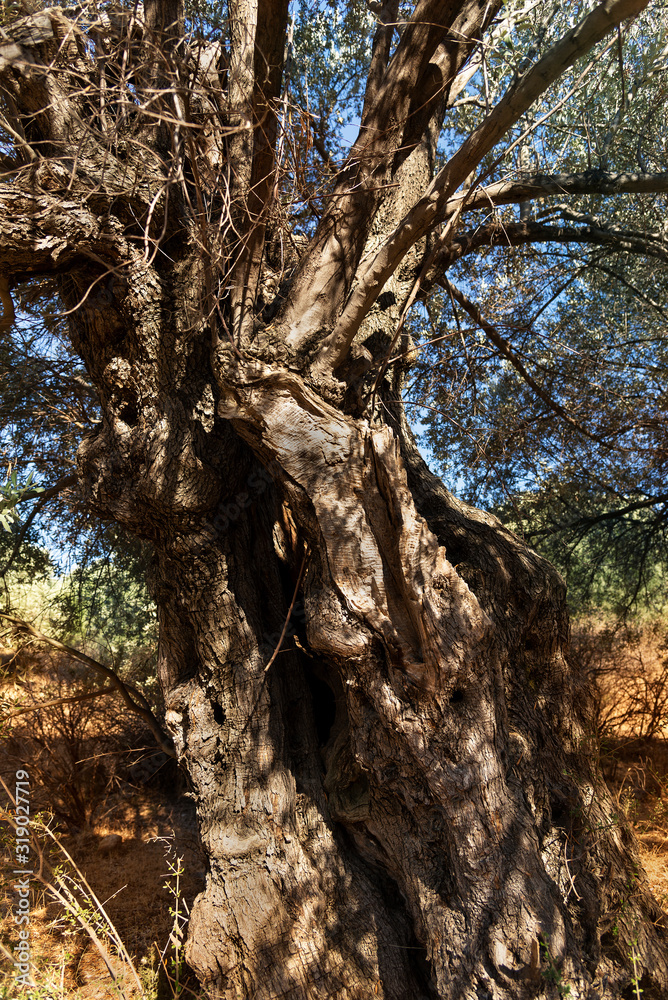 Trunk of an olive tree.