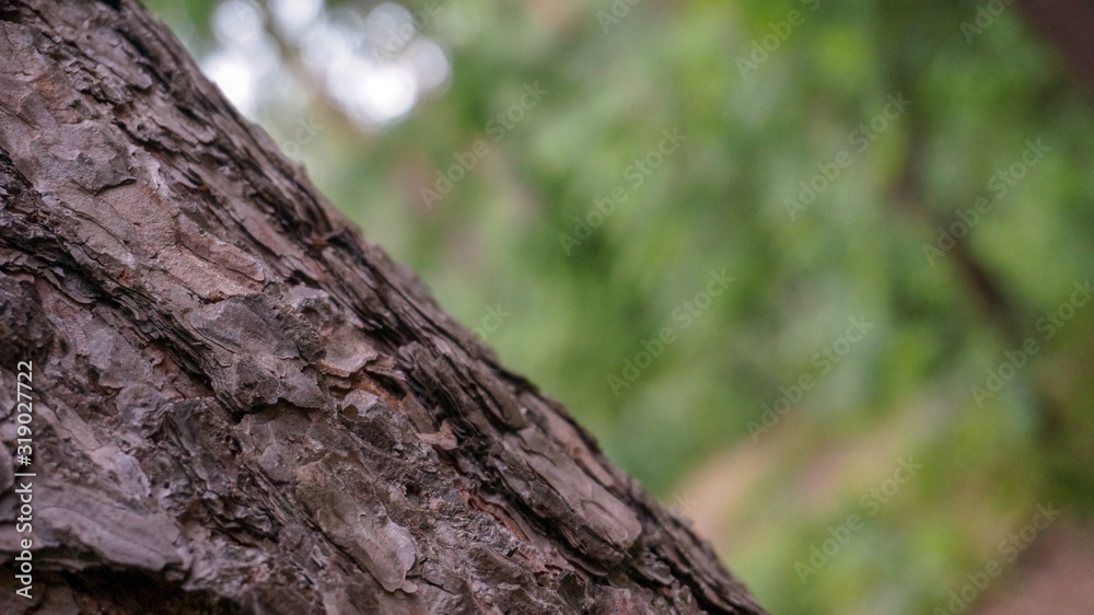 Green nature in the forest