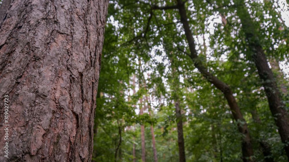 Green nature in the forest