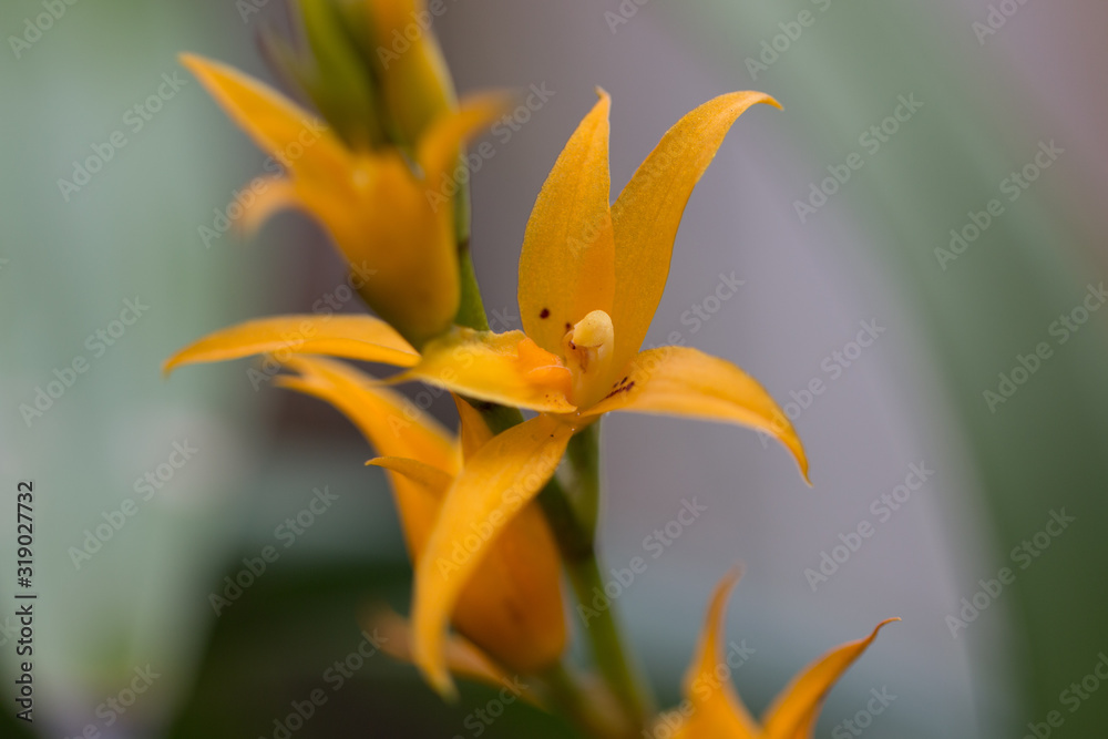 Orchidee Orchidee