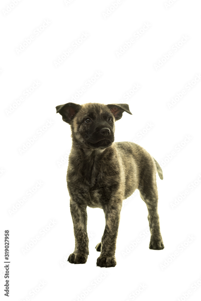 Dutch wire-haired shepherd puppy facing camera isolated in white