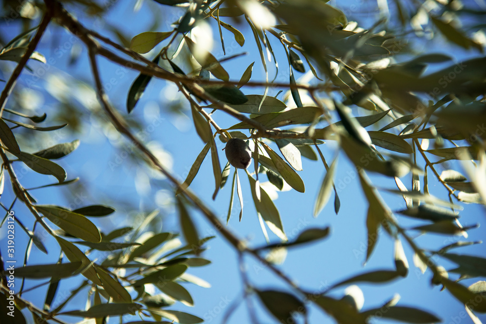 Fototapeta premium Olives on the branch on an olive tree on a sky background.
