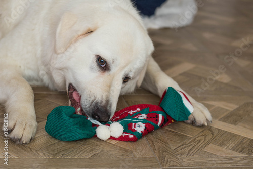 Cute funny dog have fun at home. a cute dog Maremma and abruzzes sheepdog photo