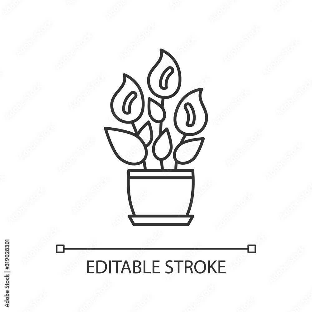 Peace lily pixel perfect linear icon. Spathiphyllum wallisii. Floweing plant. Plant with flowers. Thin line customizable illustration. Contour symbol. Vector isolated outline drawing. Editable stroke