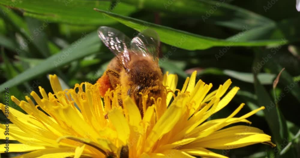 abelha - bee