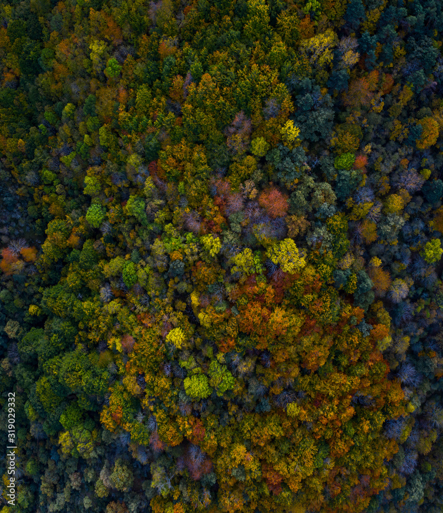 Forest in autumn in the Monastery of Valvanera, La Rioja, Spain, Europe Forest in autumn in the Monastery of Valvanera, La Rioja, Spain, Europe
