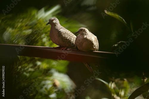 Pareja de tortolitas
