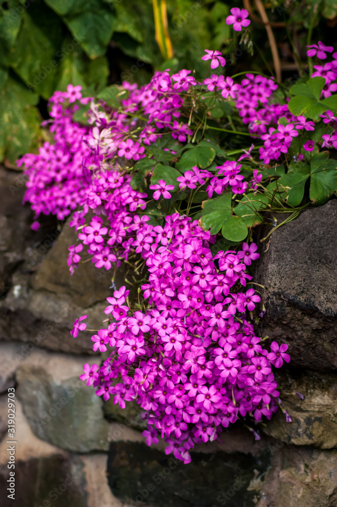 Fototapeta premium Small Pink Flowers on Wall