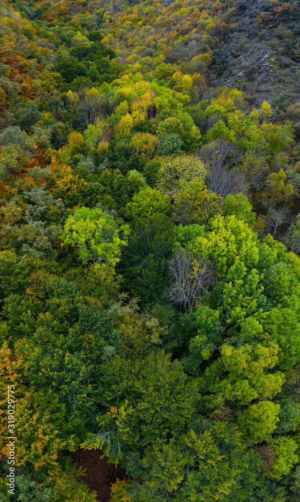 Forest in autumn in the Monastery of Valvanera, La Rioja, Spain, Europe