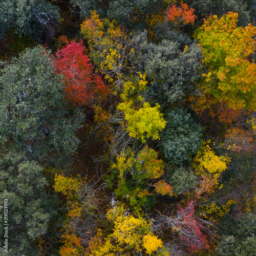 Mediterranean forest in Autumn, La Rioja, Spain, Europe