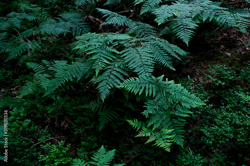 FERN IN THE FOREST