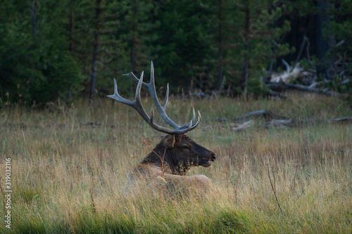 Elk laying in the grass photo