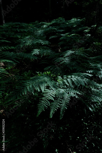 Fototapeta Naklejka Na Ścianę i Meble -  FERN IN THE FOREST