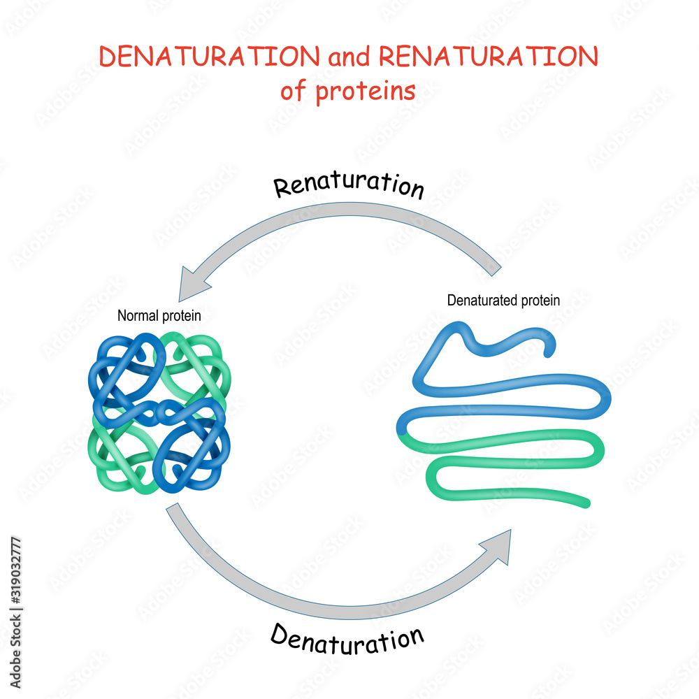 Denaturation and renaturation of protein Stock Vector | Adobe Stock