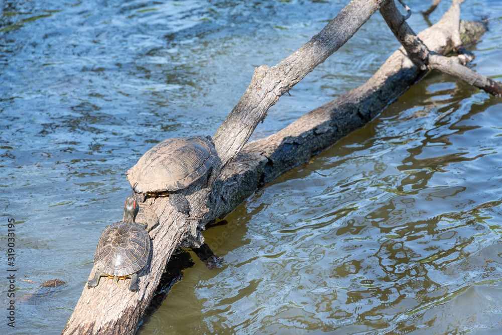 Turtles on the branch of tree in the pond 