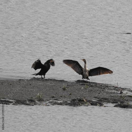 Kormoran photo