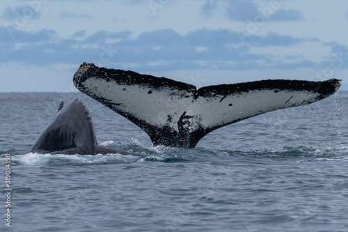 Humpback Whales at Yankee Harbor in Antarctica