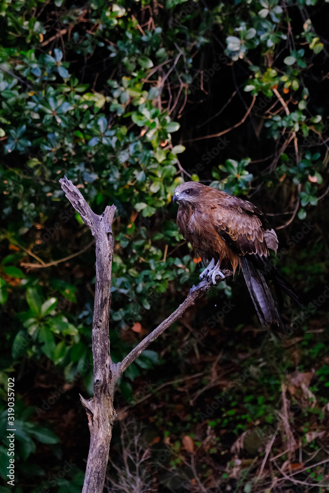 black kite black kite
