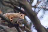 Wiewiórka ,ssak ,wiewiórka na drzewie 