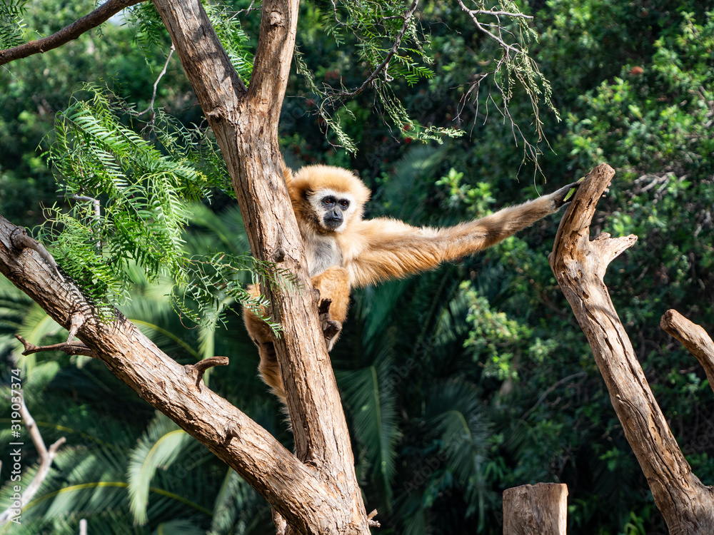 Obraz premium a gibbon monkey in a tree