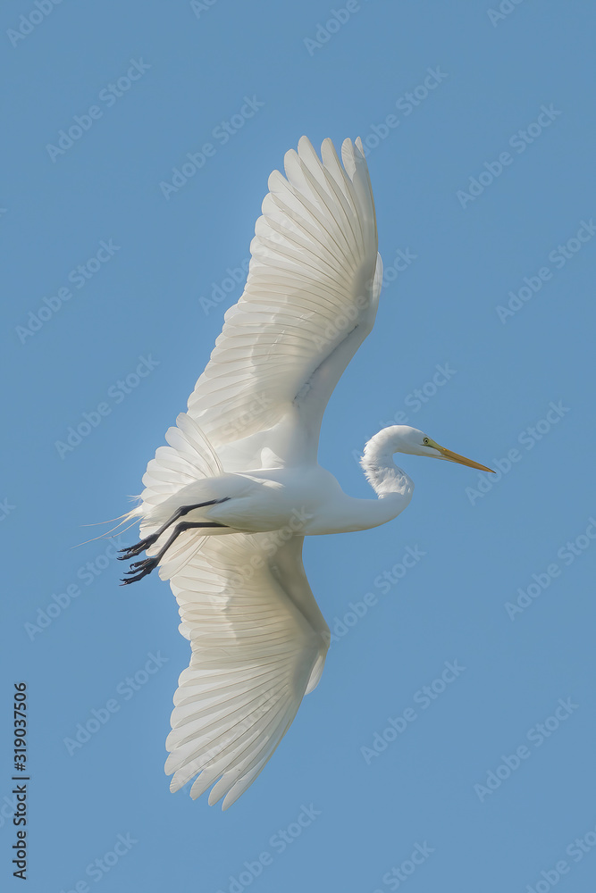 Great egret soars close by Great egret soars close by