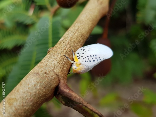 Flatid Planthopper, (Poekilloptera phalaenoides) river bank Rio Negro, Praia da Lua Manaus. Amazon - Brazil, January 28, 2020 photo