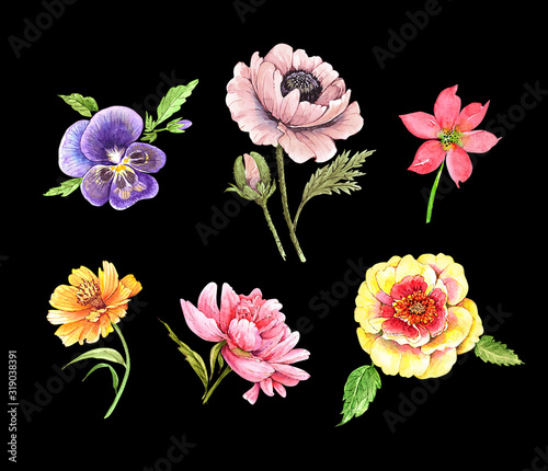 Fototapeta Naklejka Na Ścianę i Meble -  set of illustrations of watercolor beautiful flowers, close-up on a black background
