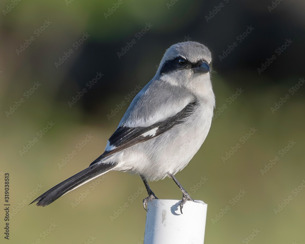 Фотография Loggerhead shrike perched with a green background - close up