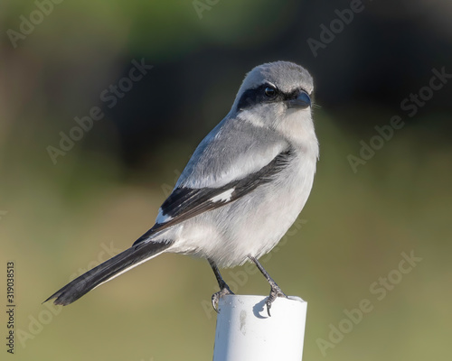 Loggerhead shrike perched with a green background - close up