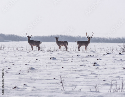 Fototapeta Naklejka Na Ścianę i Meble -  Group of wild deer in winter landscape, on the field outside the forest