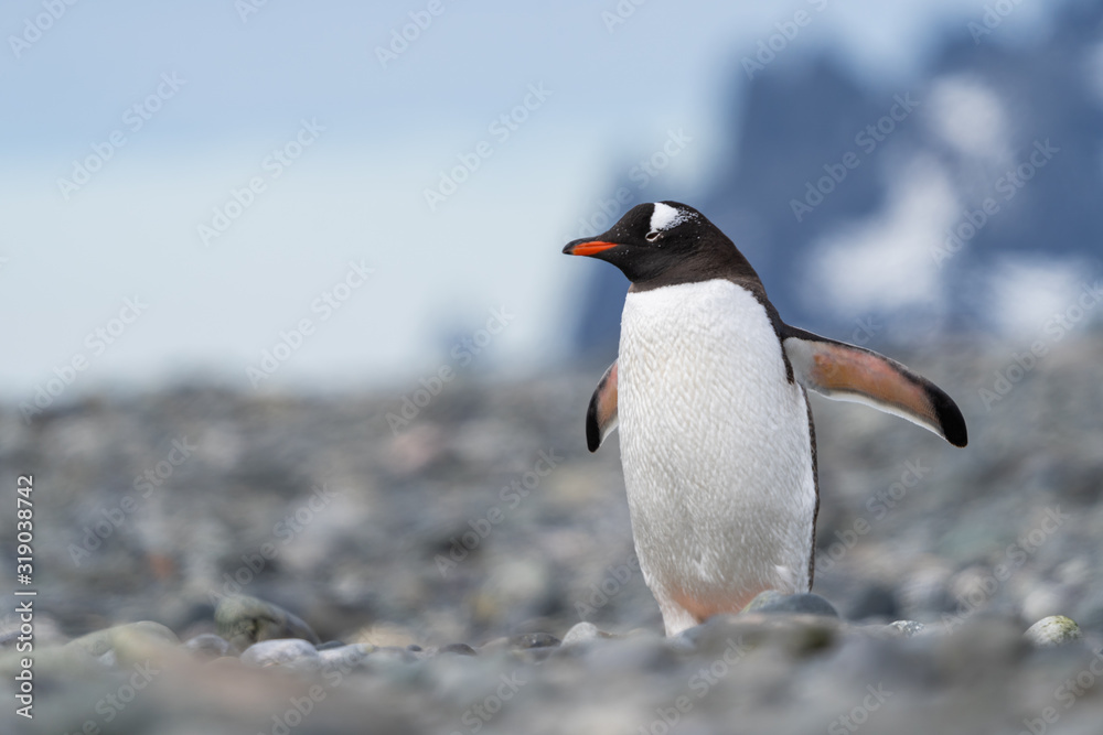 Fototapeta premium Gentoo Penguin in Antarctica