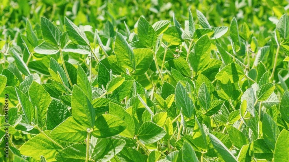 Rural landscape - field the soybean (Glycine max) in the rays summer sun, closeup Rural landscape - field the soybean (Glycine max) in the rays summer sun, closeup