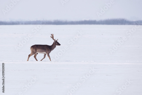 Wild deer in winter landscape, on the field outside the forest
