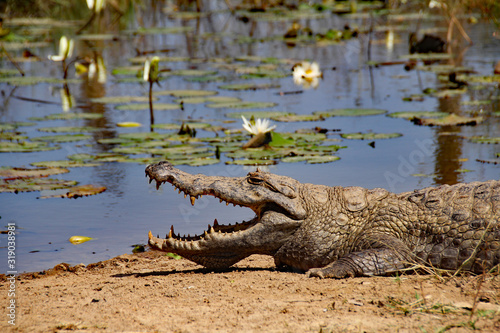 crocodile in pond