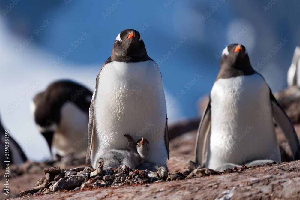 Obraz premium Gentoo Penguin feeds chick in Antarctica
