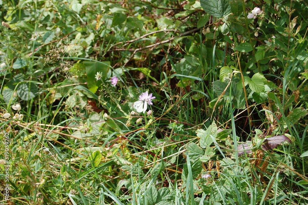 wild flowers in the garden wild flowers in the garden