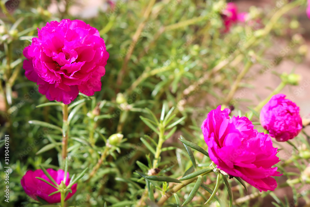 Flowers Flowers