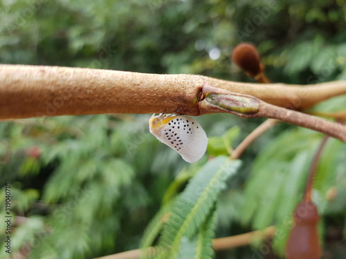 Flatid Planthopper, (Poekilloptera phalaenoides) river bank Rio Negro, Praia da Lua Manaus. Amazon - Brazil, January 28, 2020 photo