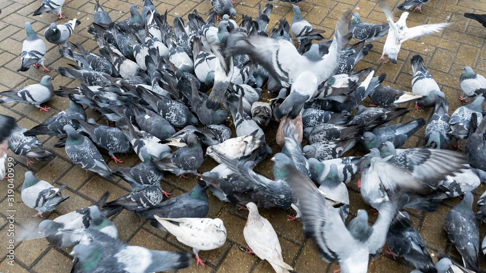 The crowd of pigeons gathered for feeding. Business and finance concept. The crowd of pigeons gathered for feeding. Business and finance concept.