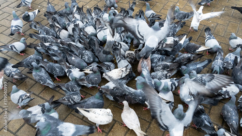 The crowd of pigeons gathered for feeding. Business and finance concept.