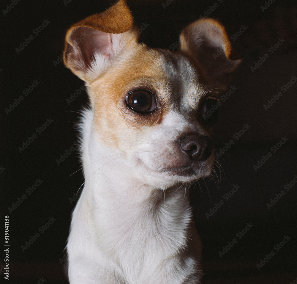 chihuahua on a black background