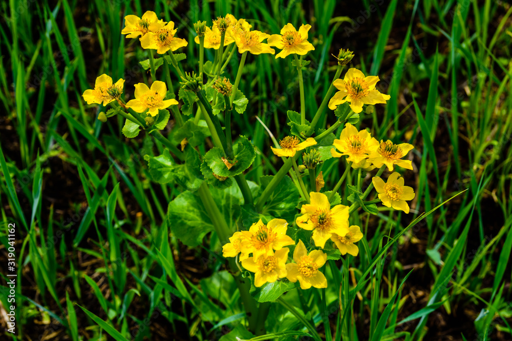 Yellow marsh marigold flowers (Caltha Palustris) on a meadow Yellow marsh marigold flowers (Caltha Palustris) on a meadow